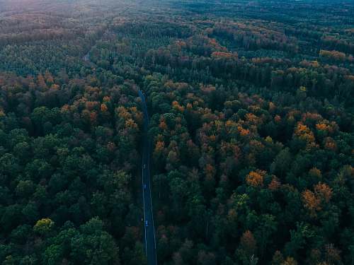 tree aerial photography of road surrounded by trees forest